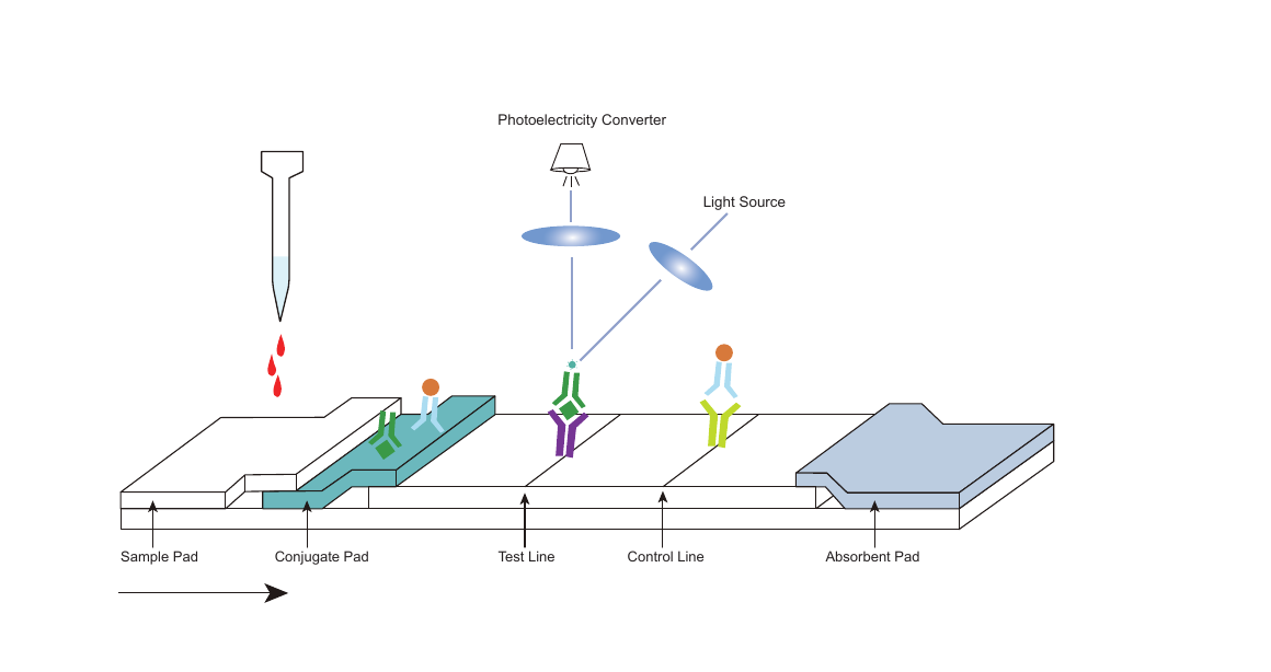Lamuno I fluorescence immunoassay principle